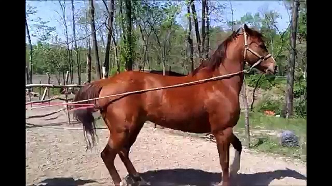 ADRIAN ENTRENANDO CABALLOS BAILADORES