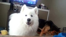 Lexi the Samoyed tells me she has to go outside