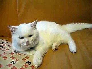 とてもアホな猫