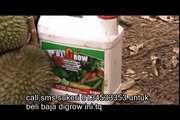 Testimoni baja digrow pada tanaman sawit durian sa
