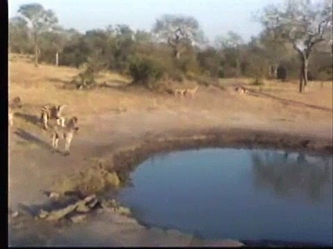 Zebras! Zebras! Zebras!