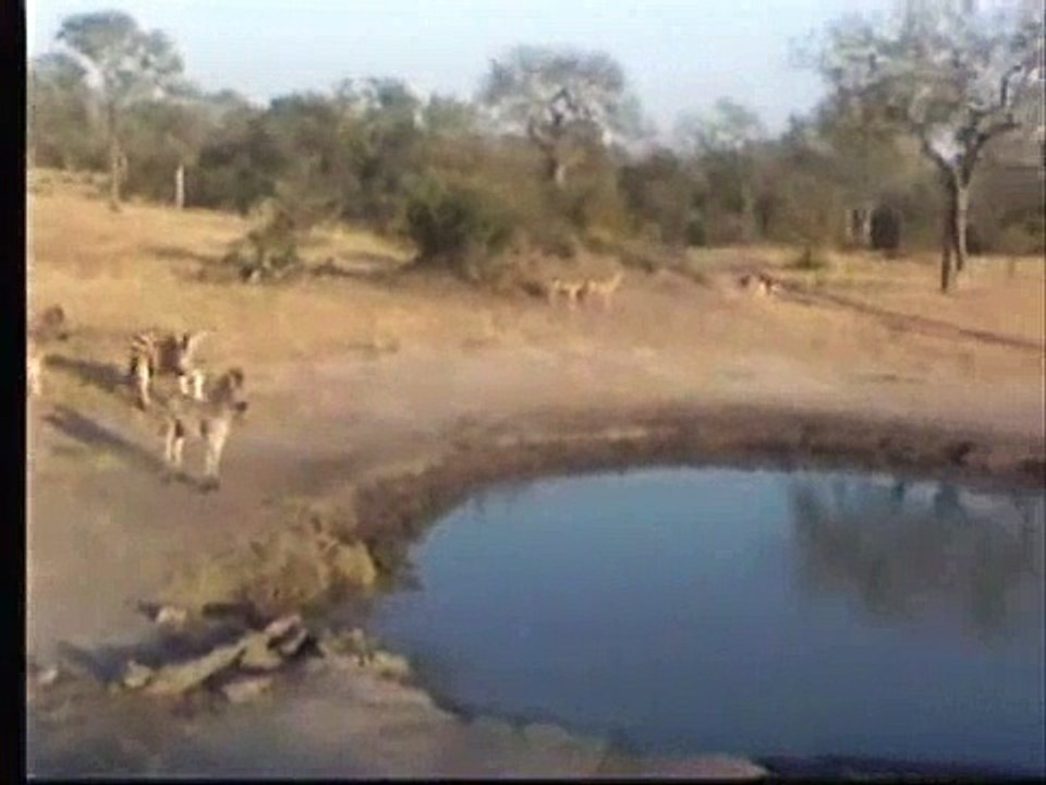 Zebras! Zebras! Zebras!