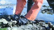 Japanse oester in de waddenzee, zegen of plaag