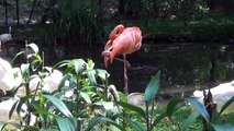 طيور النحام من اجمل الطيور Flamingos . الطبيعة الساحرة والخلابة HD