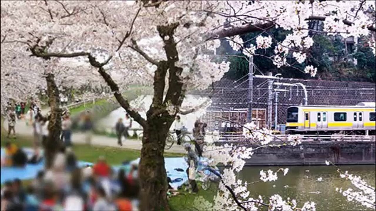韓国のしつこい起源説…桜「ソメイヨシノ」の原産地は韓国、花見も韓国の文化と主張