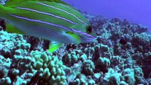 6/1/09 Scuba Diving Hanauma Bay -  The Outer Reef