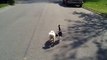 Gag16 _ Facebook cat helps a blind dog must watch and share
