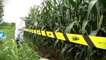 Attivisti di Greenpeace tagliano piante di mais Ogm in Friuli