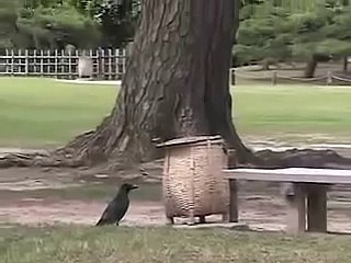 Smart Crows in Japan