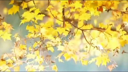 Beautiful Chinese Music【24】Traditional【Late Autumn】