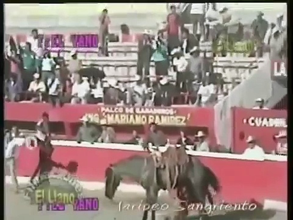 bull vs horse (you will not eat after this )
