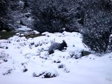 Pademelon in the snow at Cradle Mountain