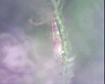 Crystal Red Shrimp 006 - Several Baby Shrimp