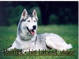 Siberian husky & his dog training demo