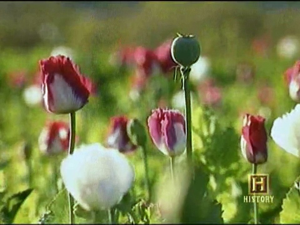 Illegal Drugs E2 - Opium, Morphine and Heroin