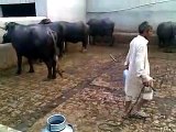 Buffalo Dairy Farm ,Lahore,Pakistan