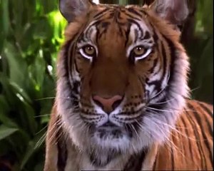 Wolf vs Tiger - THE WOLF RULE!!!!