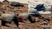 Discovery Of a Duck And 2nd Lizard On Mars, NASA Curiosity