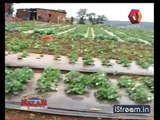 Flavours of India: Strawberry farm