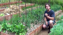 Como Tener Una Planta De Tomate en 15 Días Por Esqueje FÁCIL!!! || La Huertina De Toni