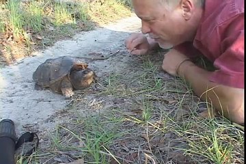 Snapping Turtle