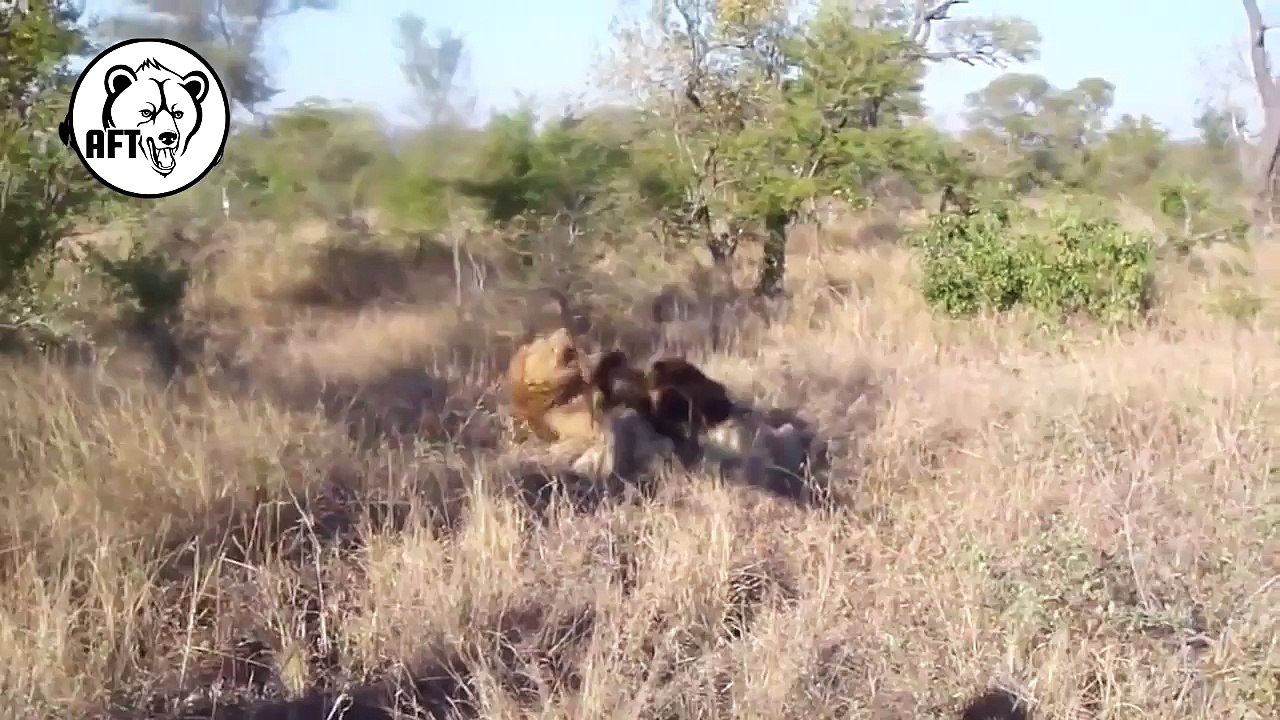Lion vs Lion Top Attack Compilation
