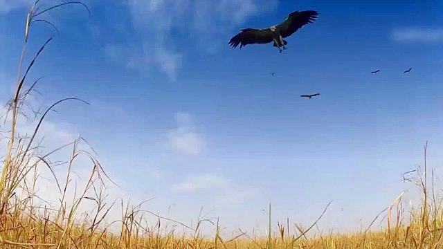 GoPro Lion - Lion Steals & Chews GoPro - Animal Action Cam