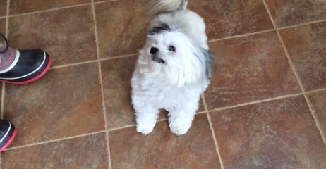 Canine Star Norbert Helps to Sweep the Floor