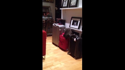 Funny cat stuck in a suitcase ..