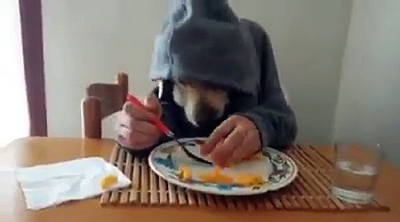 Funny Dog eating lunch