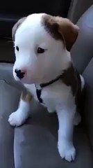 So cute & lovely puppy!