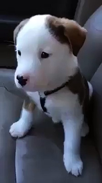 So cute & lovely puppy!
