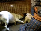 Meerkat vs. Jack Russell Terrier