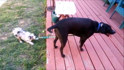 Gypsy the Puppy Tries to Walk Canine Companion