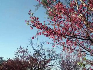 Maria Bethânia "Tocando em Frente"