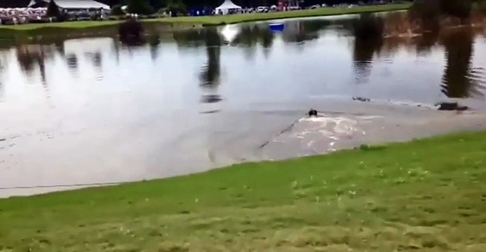 Combat violent entre 2 alligators!