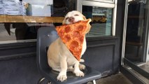 Cute dog loves food