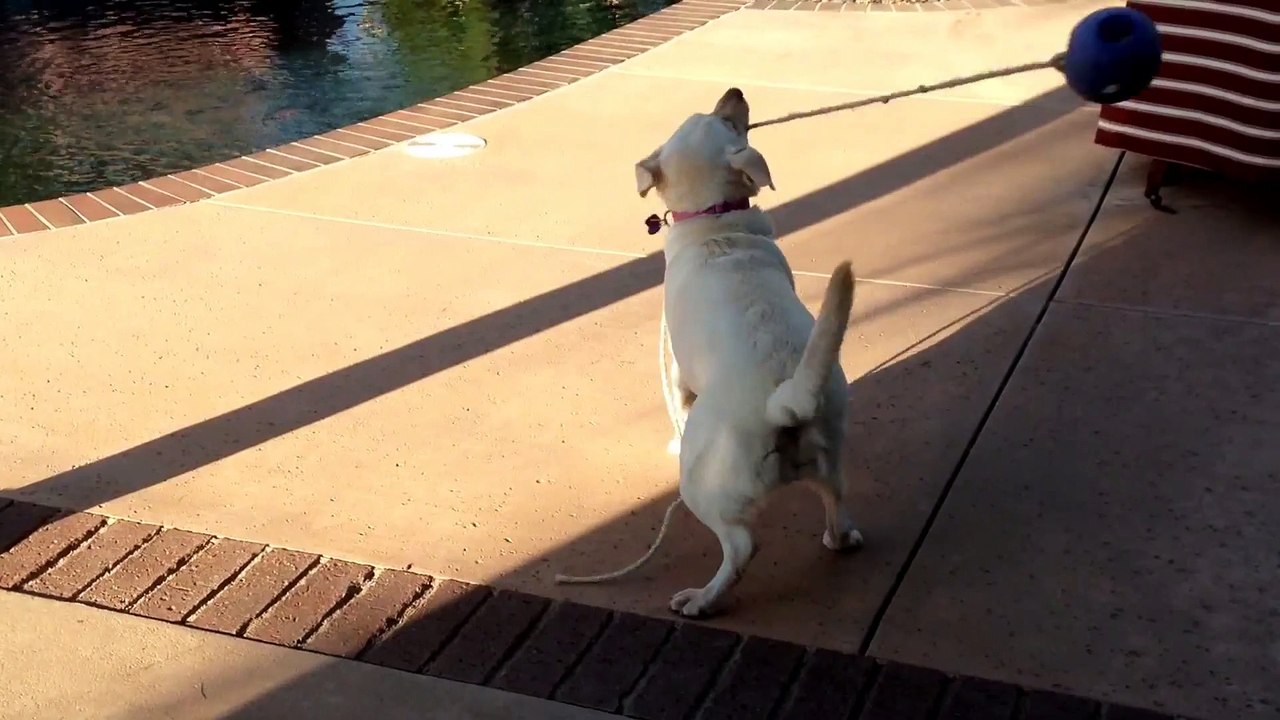 This dog tries a new Wrestling trick : The Ball of Death