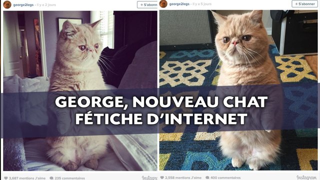 George, nouveau chat fétiche d'Internet, toujours sur ses deux pattes