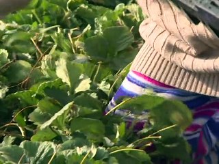 L'exploitation derrière les fruits et légumes "made in Mexico"