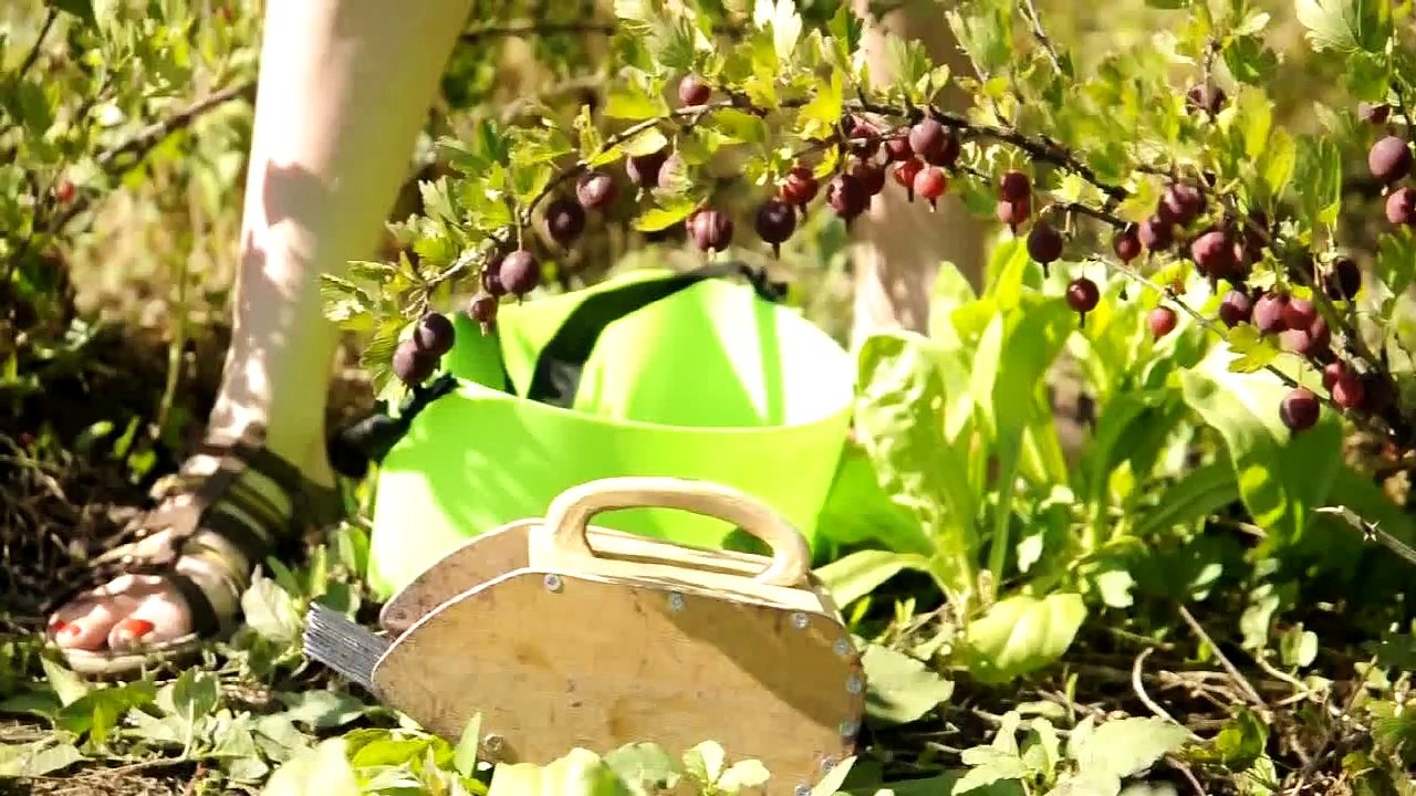 Как собирать крыжовник быстро и легко