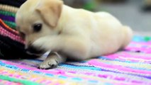 TOP 10 CUTEST LABRADOR PUPPY VIDEOS OF ALL TIME