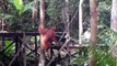 Orangutan collecting food