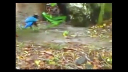 King Cobra vs Bird | Reckless Bird