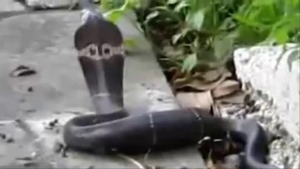 King Cobra vs Cat | Reckless Cat