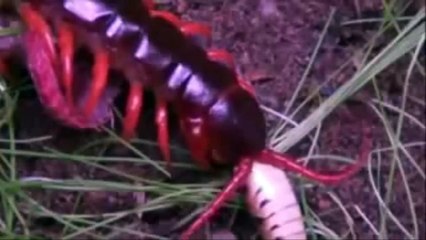 King Cobra vs Centipede | Who Will be Win