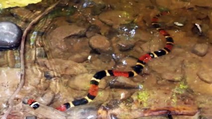 King Cobra vs Coral Snake