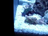 peacock mantis shrimp catching a ghost shrimp