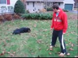 Zeus - Rottweiler does some pretty cool tricks.