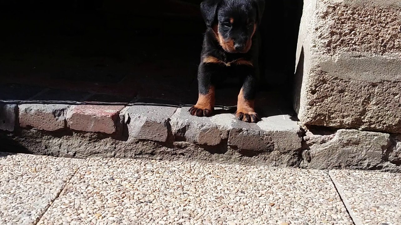 Guardiane X Enzo